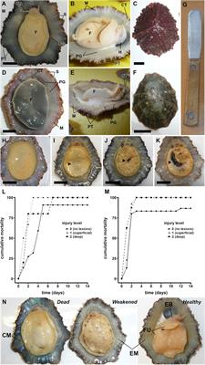 Methodologies for Patellid Limpets’ Aquaculture: From Broodstock Management to Juveniles